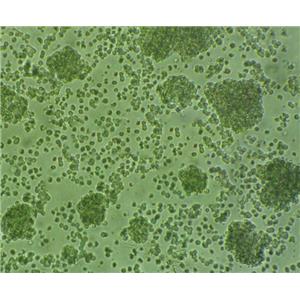 Capan-1 Cells#人胰腺癌細(xì)胞系種子庫(kù)|完全培養(yǎng)基|STR圖譜