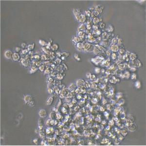 EOL-1人急性髓性白血病復(fù)蘇細(xì)胞|送STR報(bào)告,EOL-1 cell