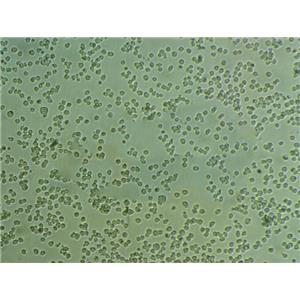 EPC Cells鲤鱼上皮细胞批次新|送STR图谱