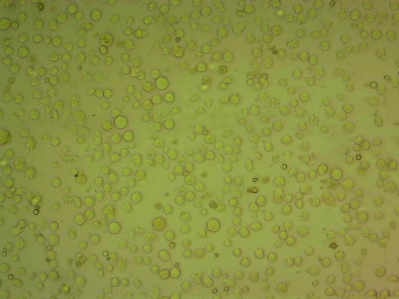MSTO-211H Cells#人肺癌細(xì)胞系種子庫|完全培養(yǎng)基|STR圖譜,MSTO-211H Cells#