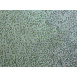 C8-D1A Cells#小鼠小腦星形膠質細胞系實驗室|完全培養(yǎng)基|鑒定圖譜