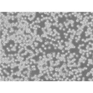 MO3.13 Cells#人少突膠質(zhì)細(xì)胞系實(shí)驗(yàn)室|完全培養(yǎng)基|鑒定圖譜