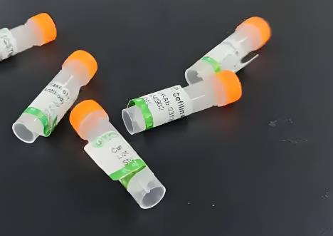 膠質(zhì)纖維酸性蛋白抗體,GFAP Antibody