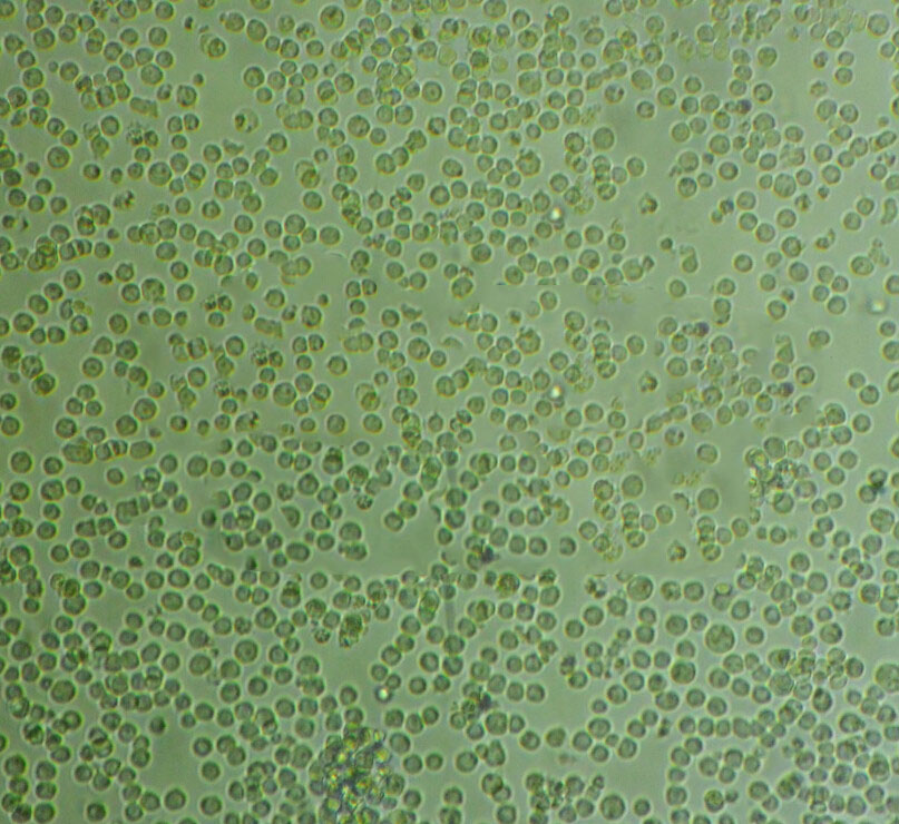 C166 Cells小鼠血管內(nèi)皮細胞長期復(fù)蘇|帶STR圖譜,C166 Cells