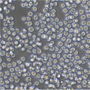 RGC-5 Cells小鼠視網(wǎng)膜神經(jīng)節(jié)細(xì)胞長(zhǎng)期復(fù)蘇|帶STR圖譜