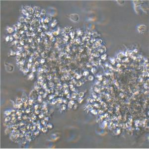 OCI-AML-2 Cells人急性髓性白血病細胞長期復(fù)蘇|帶STR圖譜