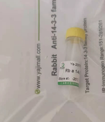 酪氨酸蛋白激酶受體A10抗體,Rabbit Anti-EPHA10  antibody