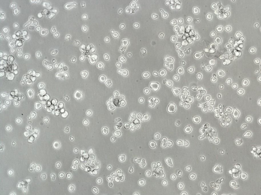 P3X63Ag8 Cells小鼠骨髓瘤細(xì)胞長期復(fù)蘇|帶STR圖譜,P3X63Ag8 Cells