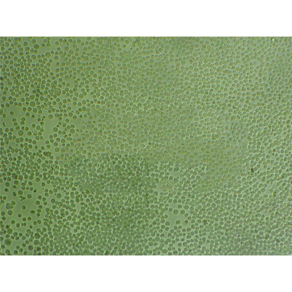 MO3.13 Cells人少突膠質(zhì)細胞長期復蘇|帶STR圖譜,MO3.13 Cells