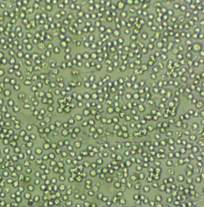 ARH-77 Cells人浆细胞白血病细胞长期复苏|带STR图谱,ARH-77 Cells