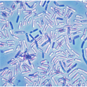 Mortierella Macrocystis,Mortierella Macrocystis