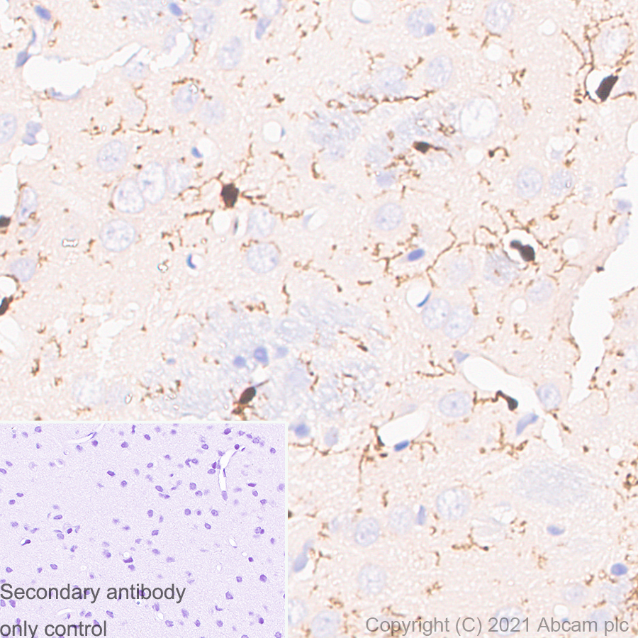 重组Anti-Iba1抗体[EPR16589] -小鼠IgG1 (Chimeric) (ab283319)