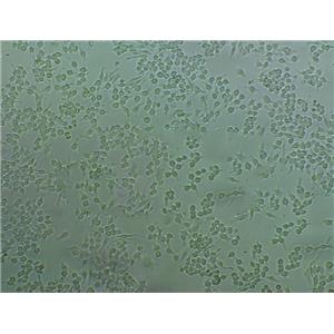 THP-1 Cells人单核细胞库专业复苏|有STR图谱,THP-1 Cells