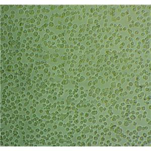 CM-AS16 Cells人细胞|仅提供STR图谱,CM-AS16 Cells