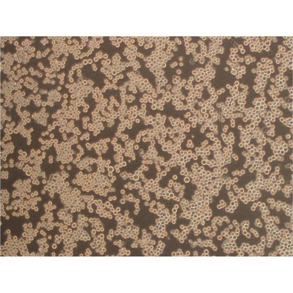 LT97 Cells人细胞|仅提供STR图谱,LT97 Cells