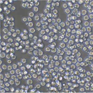 GCT Cells人巨細(xì)胞瘤細(xì)胞批次新|送STR圖譜,GCT Cells