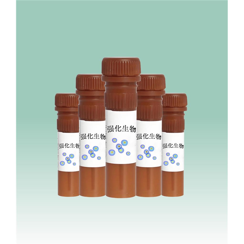 3，3′-二己基含氧碳菁碘代物,DiOC6(3)