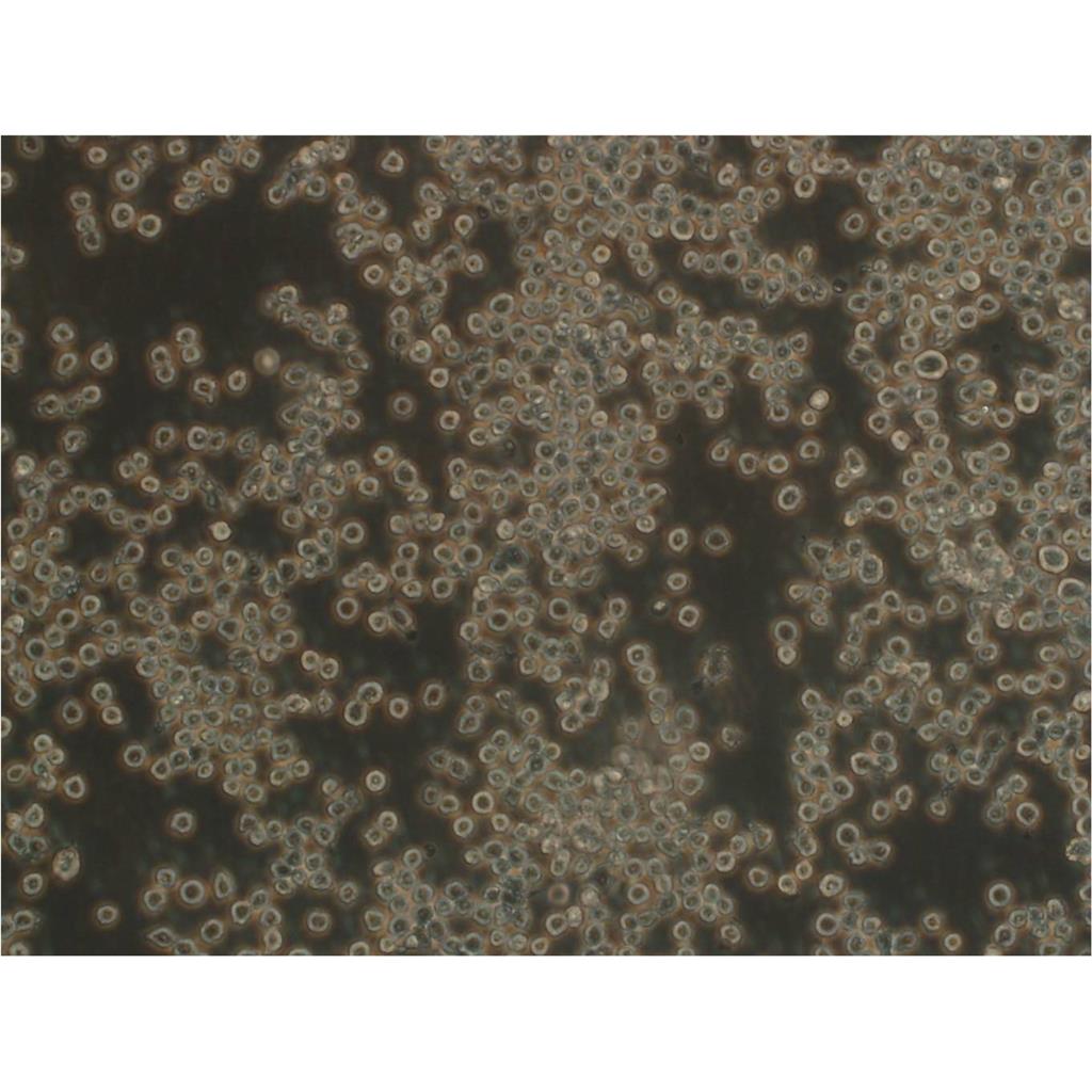 DH82 Cells#犬巨噬細(xì)胞系保種中心(通過STR鑒定),DH82 Cells#