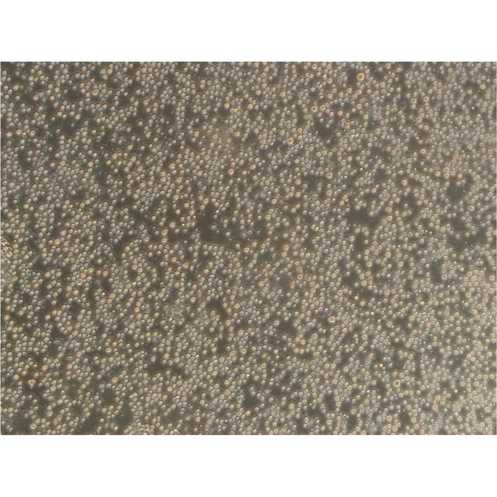 R 1610 Cells#倉鼠肺細(xì)胞系保種中心(通過STR鑒定),R 1610 Cells#