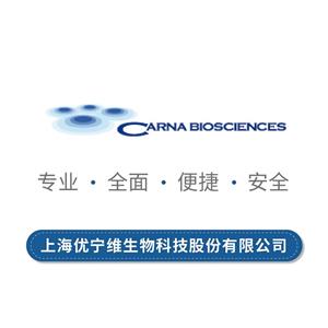 細(xì)胞周期蛋白依賴性激酶2/細(xì)胞周期蛋白E1復(fù)合物（CDK2/CycE1）,CDK2/CycE1