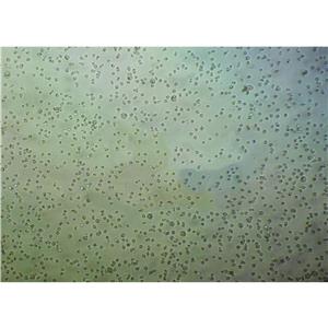 35.1 Cells#杂交瘤细胞系保种中心<抗CD2>(通过STR鉴定),35.1 Cells#