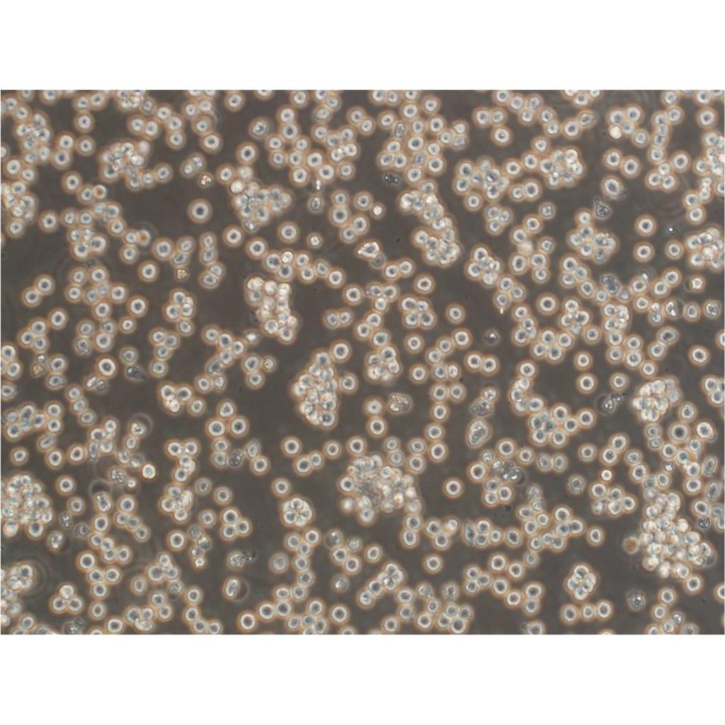 DH82 Cells:犬巨噬細(xì)胞系代次低(帶STR鑒定報(bào)告),DH82 Cells