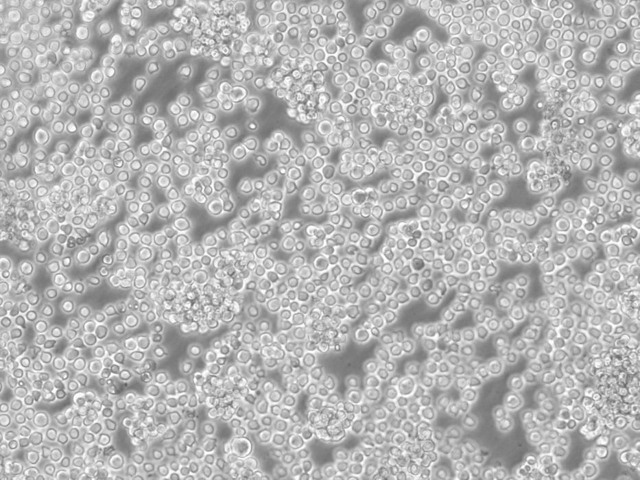 STO Cells:小鼠胚成纖維細(xì)胞系代次低(帶STR鑒定報(bào)告),STO Cells: