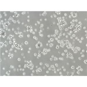 Li-7 Cells#人肝癌細(xì)胞系保種中心(通過(guò)STR鑒定)