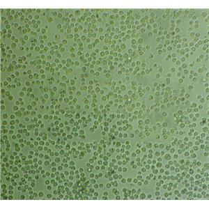 Caov-3 Cells#人乳突状卵巢腺癌细胞系保种中心(通过STR鉴定)