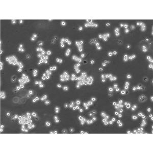 C6/36[Clone C6/36] Cells:幼蚊細(xì)胞系代次低(帶STR鑒定報(bào)告),C6/36[Clone C6/36] Cells