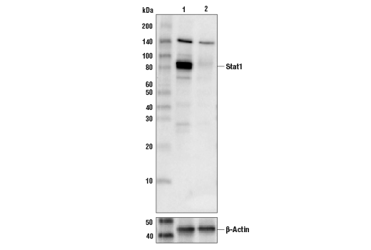 Stat1 (D1K9Y) 兔單克隆抗體,Stat1 (D1K9Y) Rabbit mAb