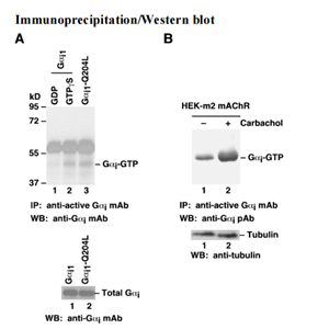 Anti Active Gαi Mouse Monoclonal Antibody,Anti Active Gαi Mouse Monoclonal Antibody