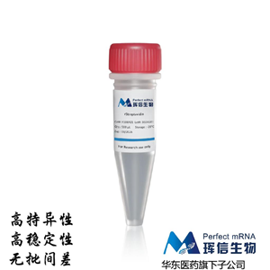 SUMO蛋白酶,SUMO Protease