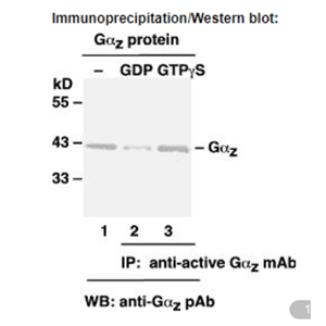 Anti Active Gαz Mouse Monoclonal Antibody