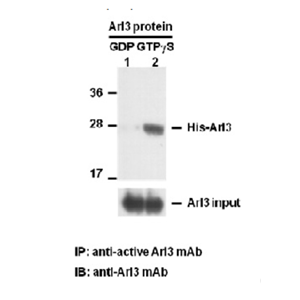 Anti active Arl3 Mouse Monoclonal Antibody