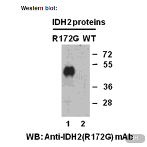 Anti IDH2(R172G) Mouse Monoclonal Antibody