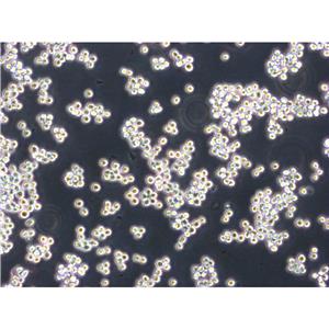 ATDC-5 Cells小鼠成軟骨貼壁細(xì)胞系(提供所有細(xì)胞STR鑒定圖譜)