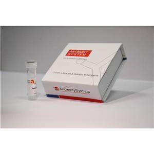 抗MOUSE APOE 抗體 (HJ6.3),Anti-Mouse APOE Antibody (HJ6.3) (RMB98601)