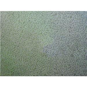 MCF-12A Cells人乳腺上皮貼壁細胞系(提供所有細胞STR鑒定圖譜)