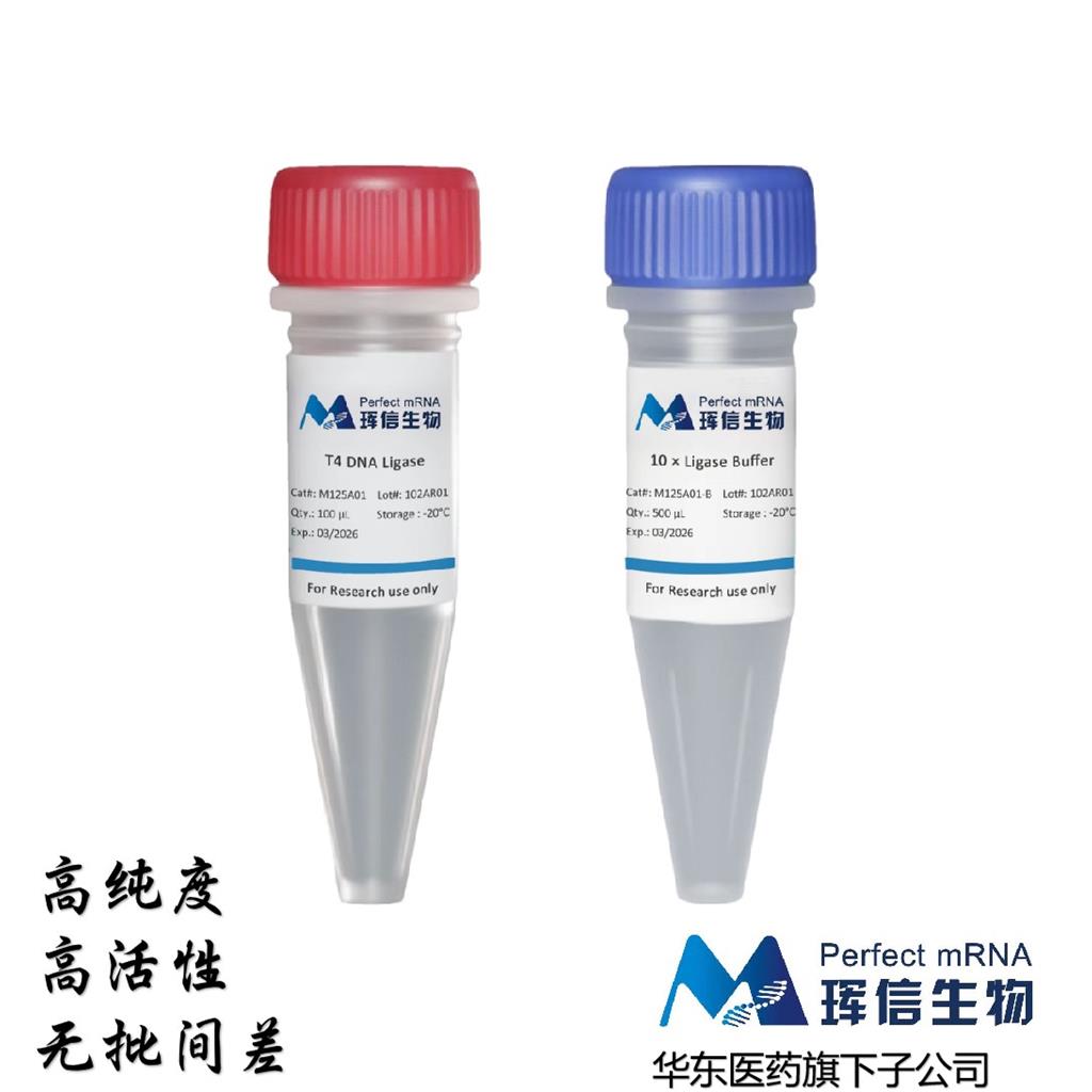 T4 DNA連接酶,T4 DNA Ligase