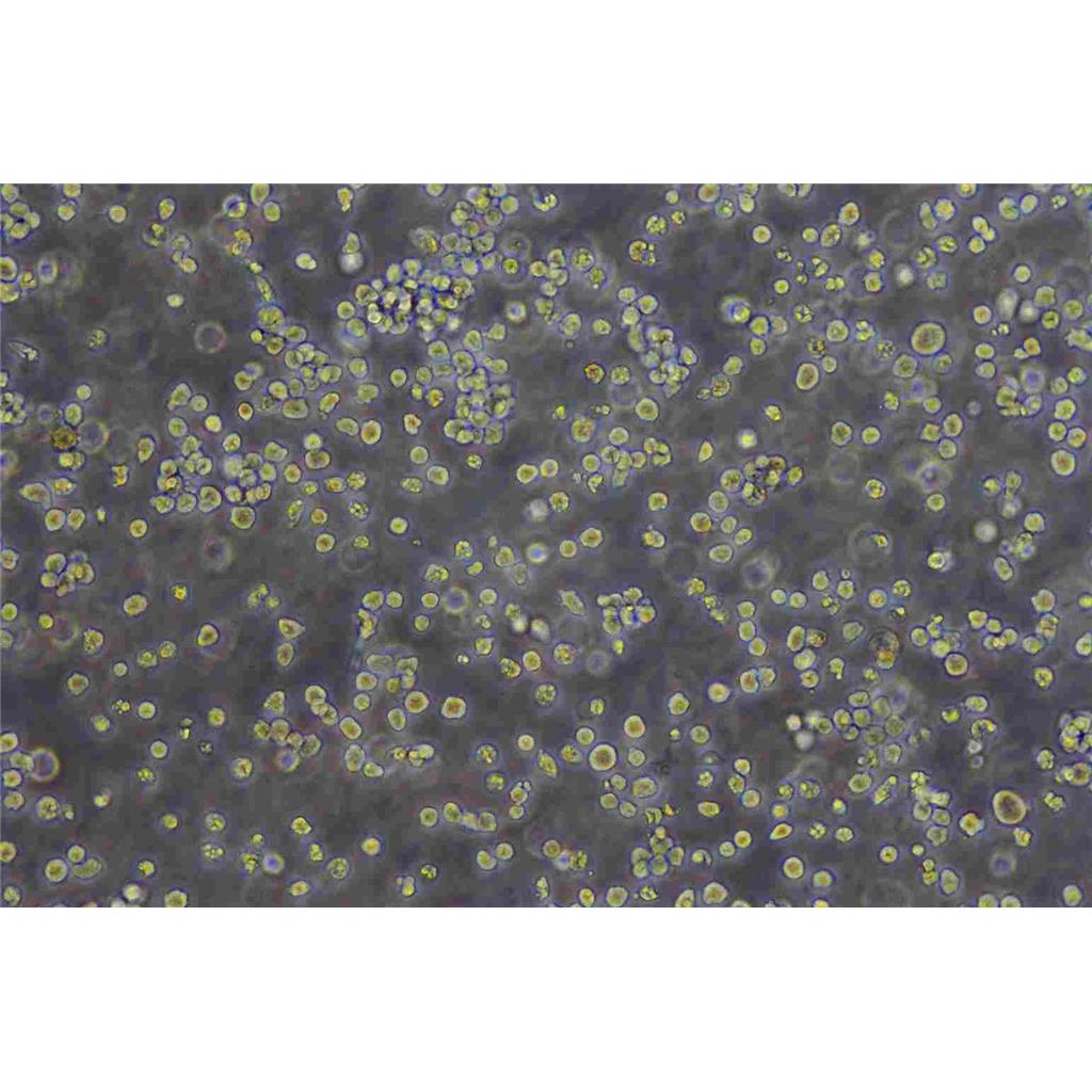Panc 10.05 Cells人胰腺癌贴壁细胞系(提供所有细胞STR鉴定图谱),Panc 10.05 Cells