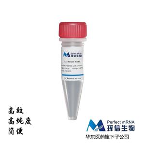 Luciferase mRNA