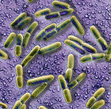 Clostridium Sp.,Clostridium Sp.