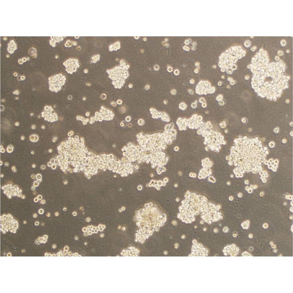 LLC-MK2 Cells猴腎細(xì)胞復(fù)蘇實(shí)驗(yàn)室|STR圖譜,LLC-MK2 Cells