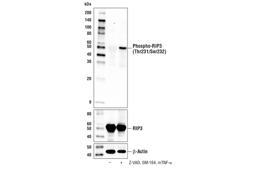 蛋白激酶3(Thr231/Ser232) (E7S1R)兔源單克隆抗體,Phospho-RIP3 (Thr231/Ser232) (E7S1R) Rabbit mAb