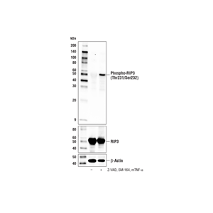 蛋白激酶3(Thr231/Ser232) (E7S1R)兔源單克隆抗體,Phospho-RIP3 (Thr231/Ser232) (E7S1R) Rabbit mAb