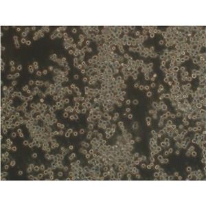 HMy2.C1R Cells人B淋巴母细胞传代培养|STR图谱,HMy2.C1R Cells