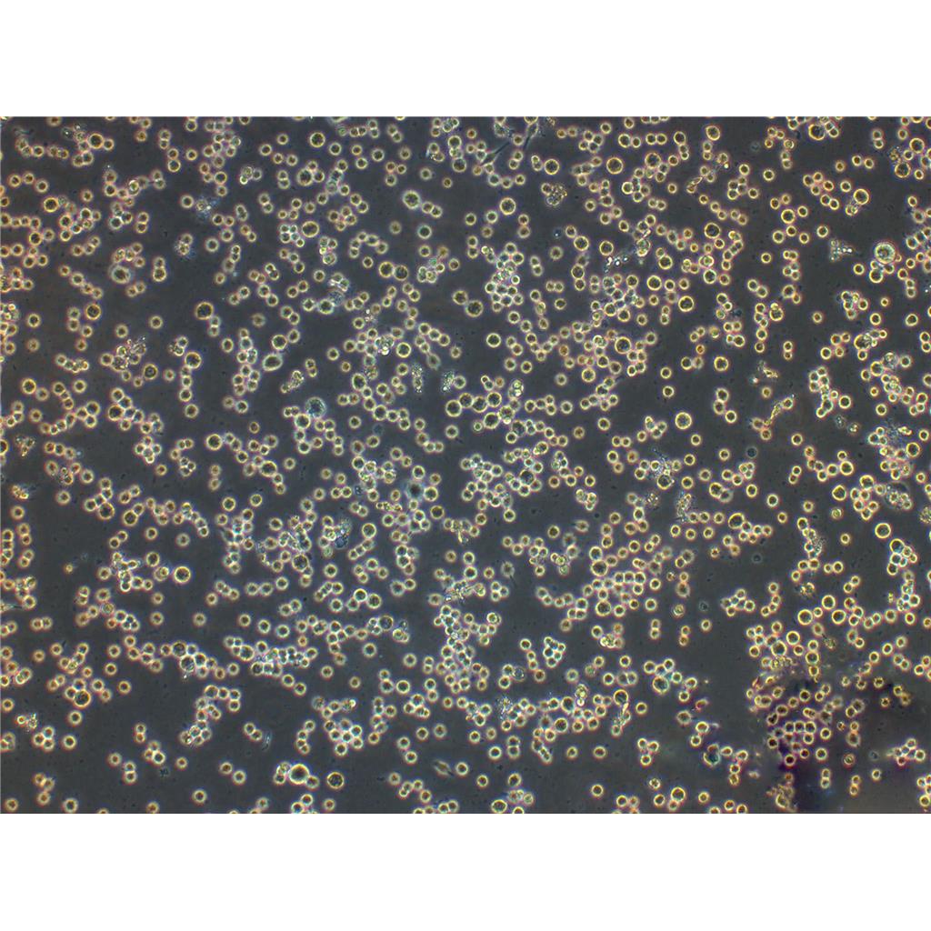 YUMM1.1 Cells小鼠黑色素瘤复苏细胞系|STR图谱,YUMM1.1 Cells