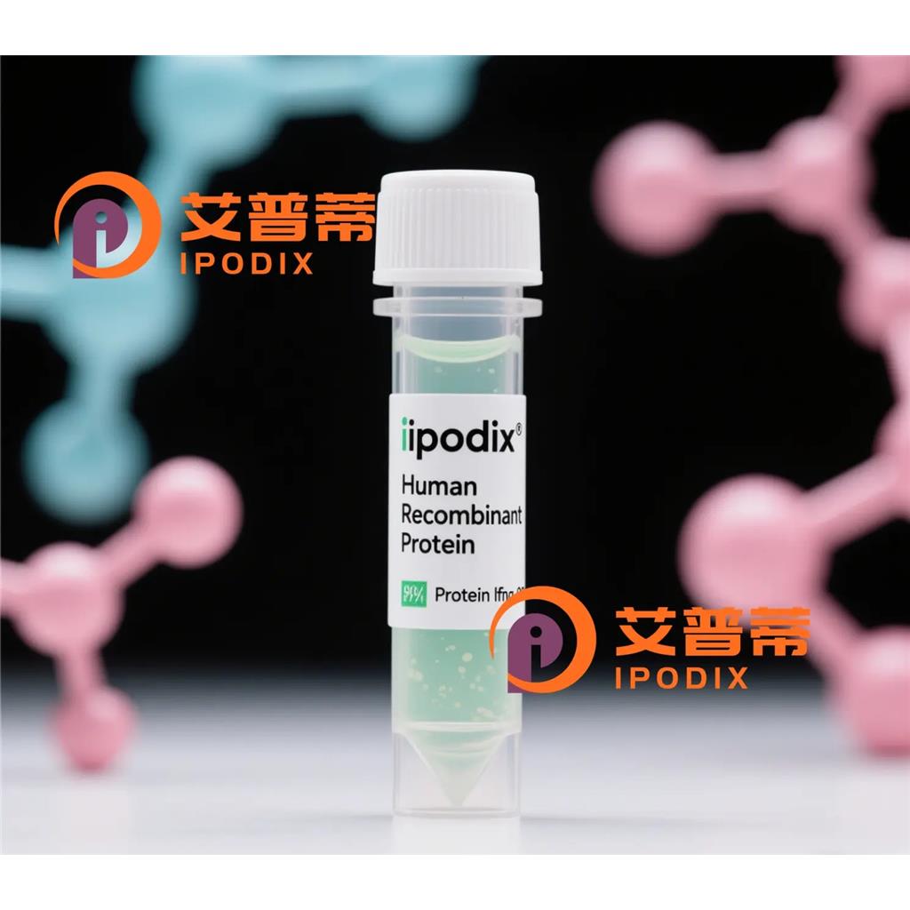 NACC1抗体,Mouse Monoclonal NACC1 Antibody