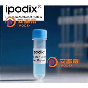 SCN1A抗体,Rabbit Polyclonal SCN1A Antibody